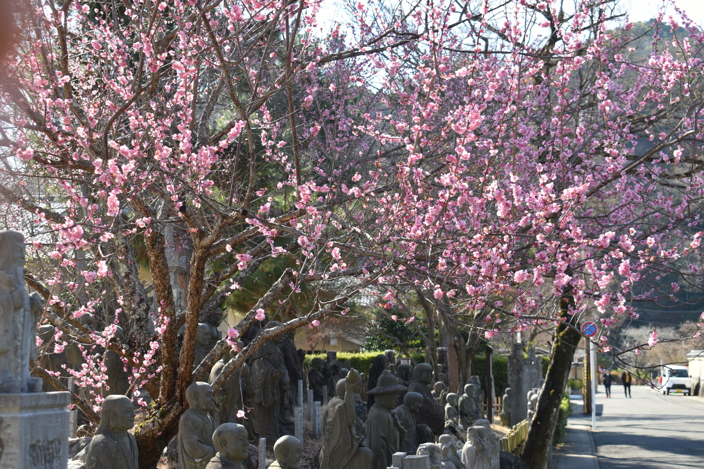 紅梅　見頃　2021年2月25日　撮影：MKタクシー