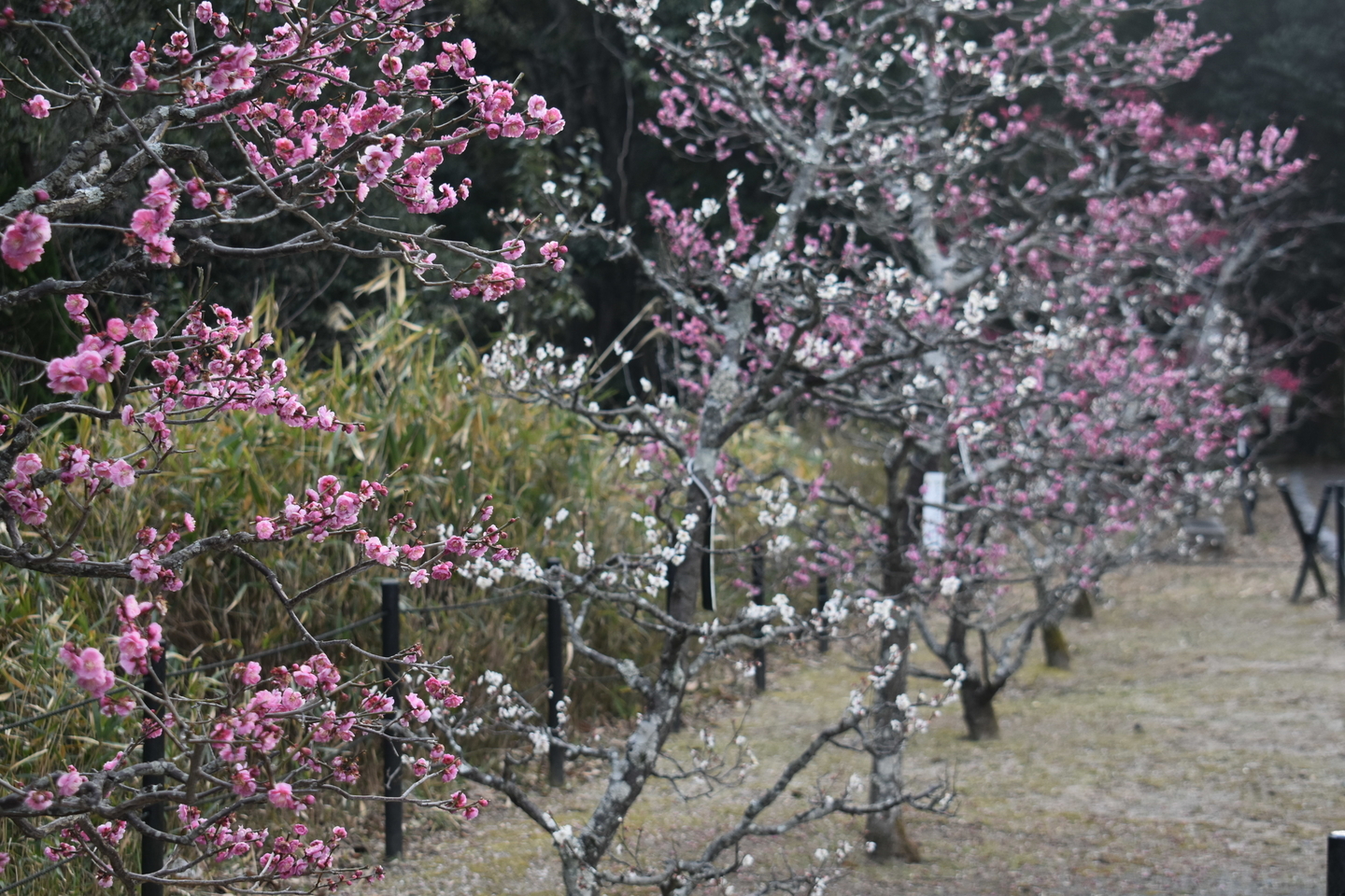 梅(長岡公園・梅林) 見頃 2021年2月25日 撮影:MKタクシー