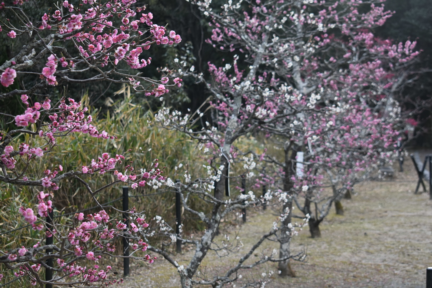 梅（長岡公園・梅林）　見頃　2021年2月25日　撮影：MKタクシー