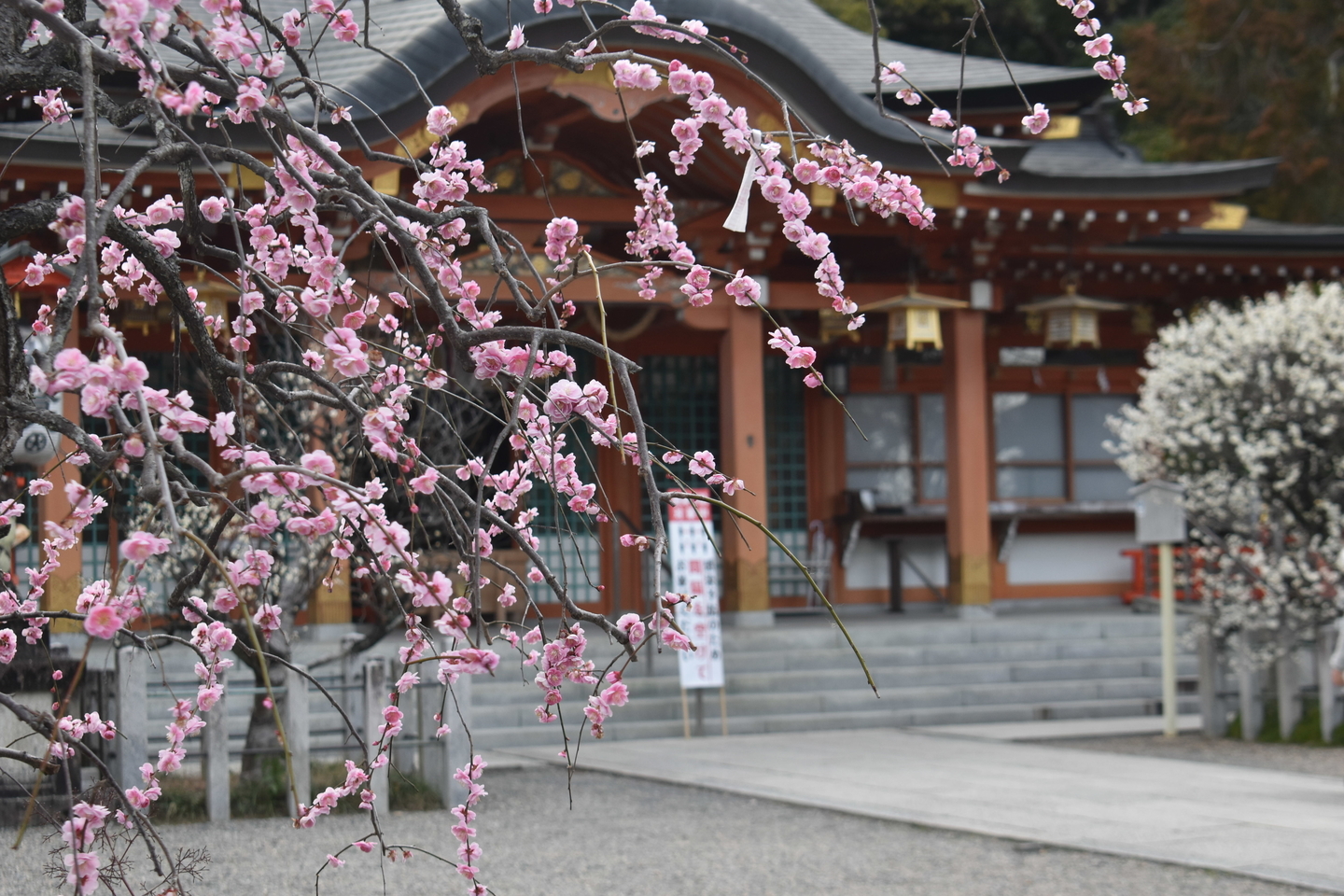 枝垂梅（本殿前）　見頃　2021年2月25日　撮影：MKタクシー