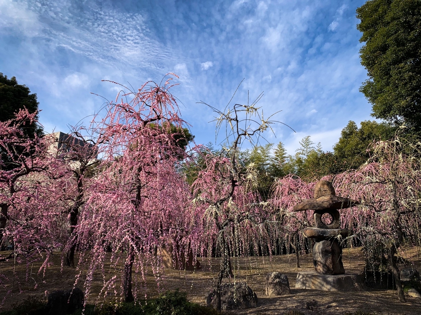 枝垂梅(春の山) 見頃 2021年2月25日 撮影:MKタクシー
