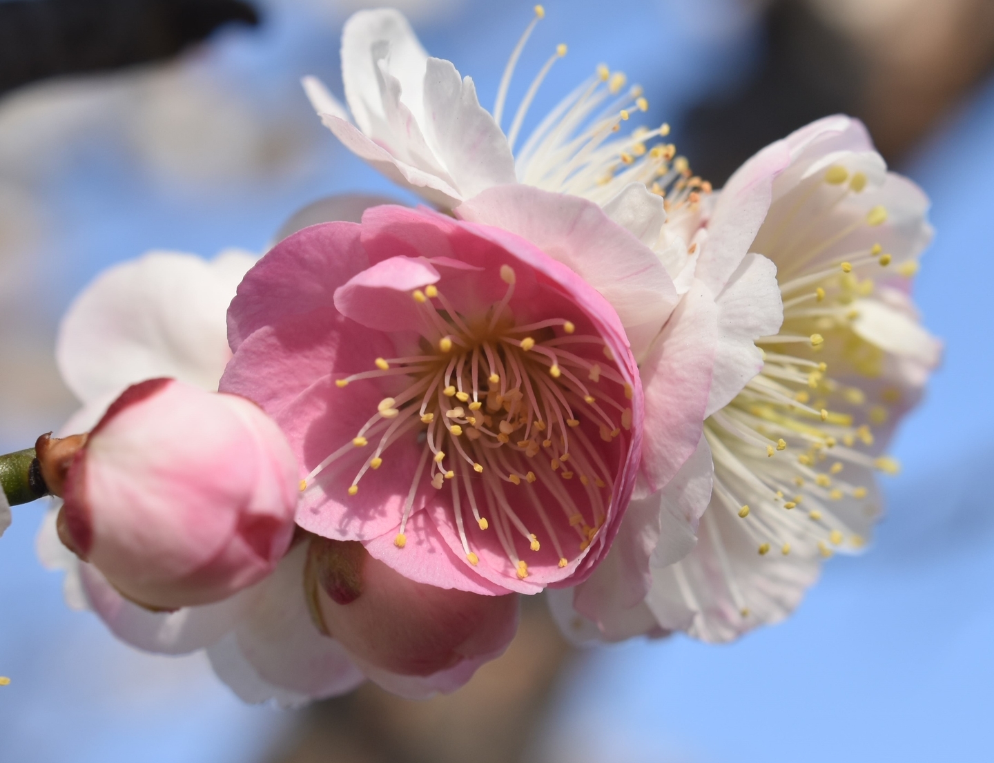 春日野(梅小路公園) 2021年3月1日 撮影:MKタクシー
