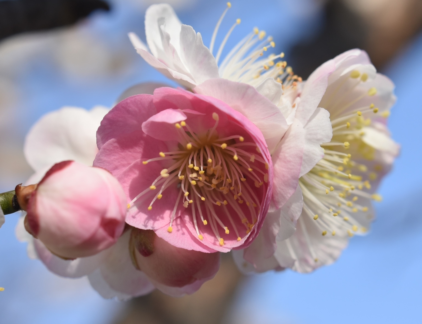 春日野（梅小路公園）　2021年3月1日　撮影：MKタクシー