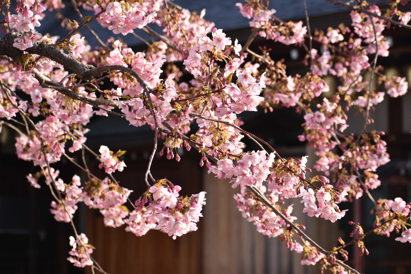 河津桜（鐘楼横）　五分咲き　2021年3月1日　撮影：MKタクシー