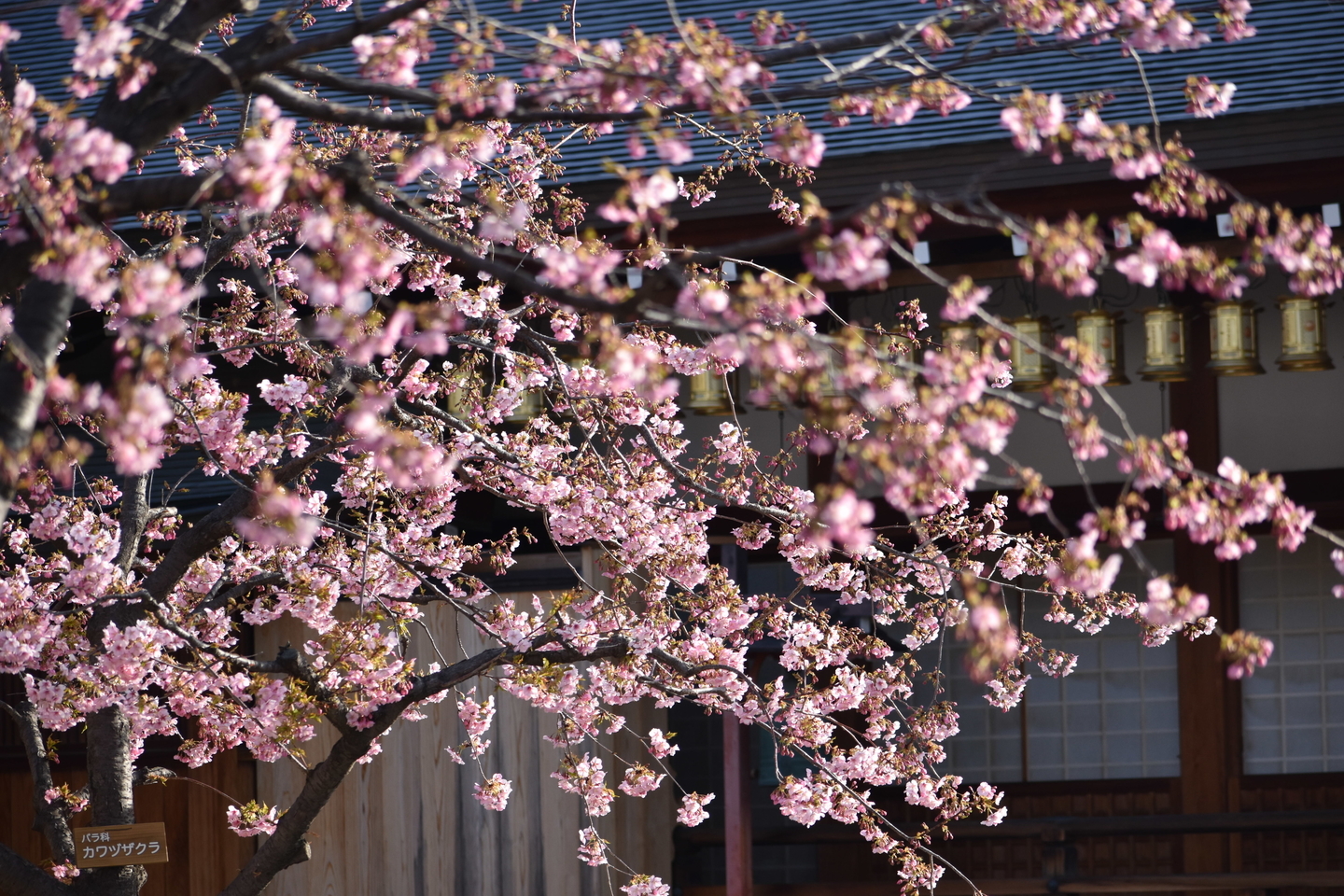 河津桜（鐘楼横）　五分咲き　2021年3月1日　撮影：MKタクシー