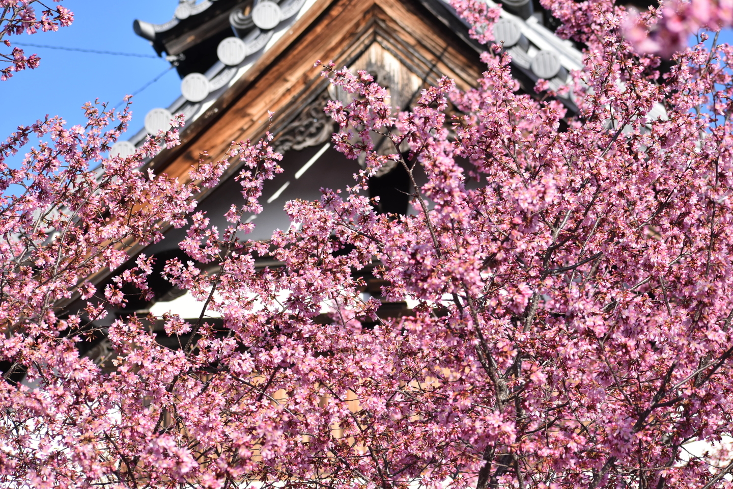 長徳寺　見頃　2021年3月3日　撮影：MKタクシー