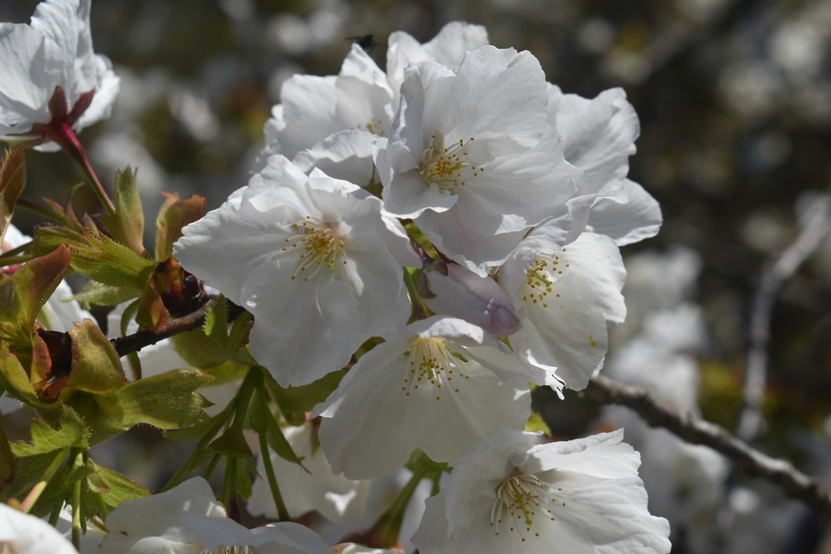 イングラムが再発見した太白(タイハク) 京都府立植物園 2019年4月13日 撮影:MKタクシー