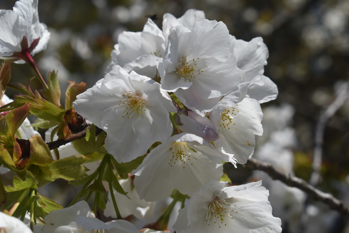 イングラムが再発見した太白（タイハク）　京都府立植物園　2019年4月13日　撮影：MKタクシー