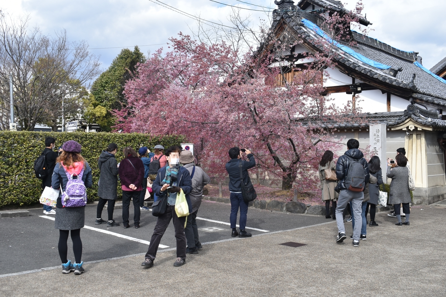 長徳寺に集まる人々 見頃過ぎ 2019年3月24日(平年3月27日相当) 撮影:MKタクシー