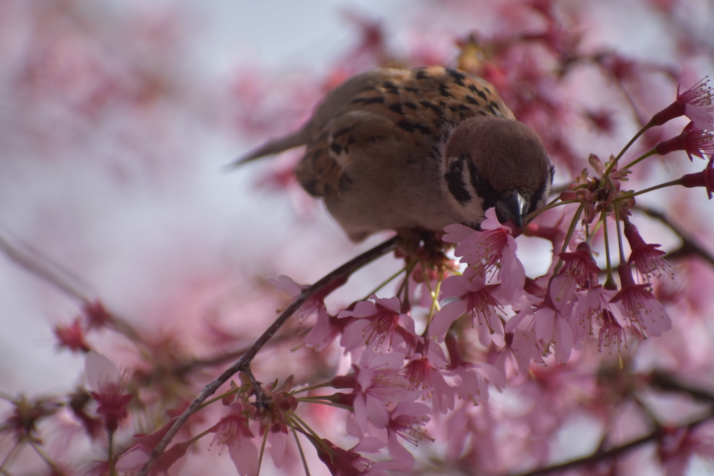 オカメ桜をかみ切るスズメ 見頃過ぎ 2019年3月24日(平年3月27日相当) 撮影:MKタクシー