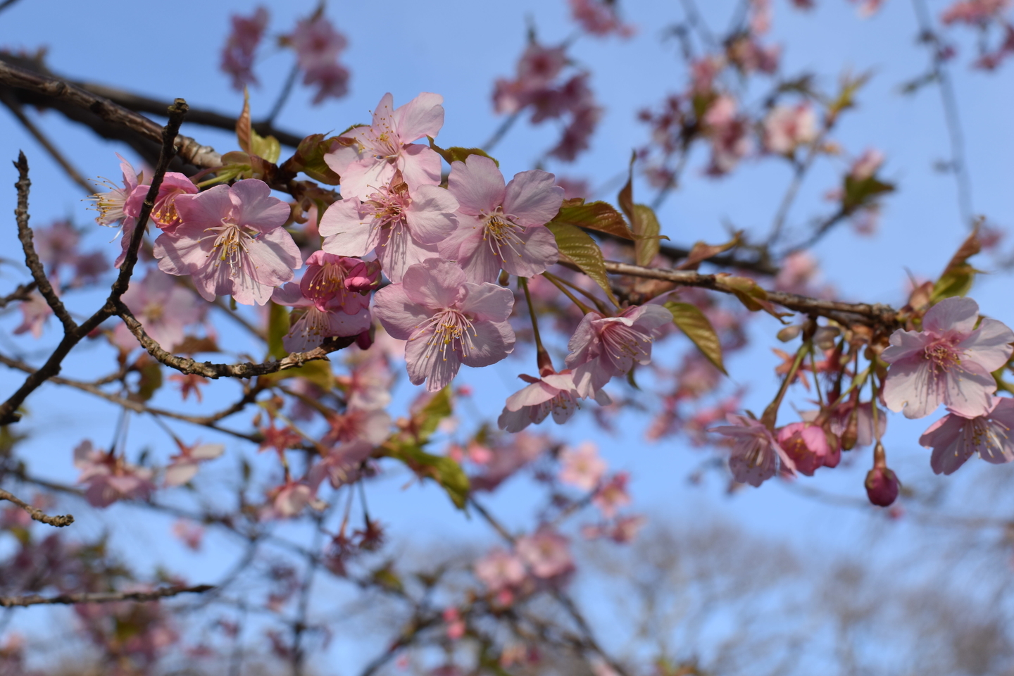 京都府立植物園　見頃　2021年3月3日　撮影：MKタクシー