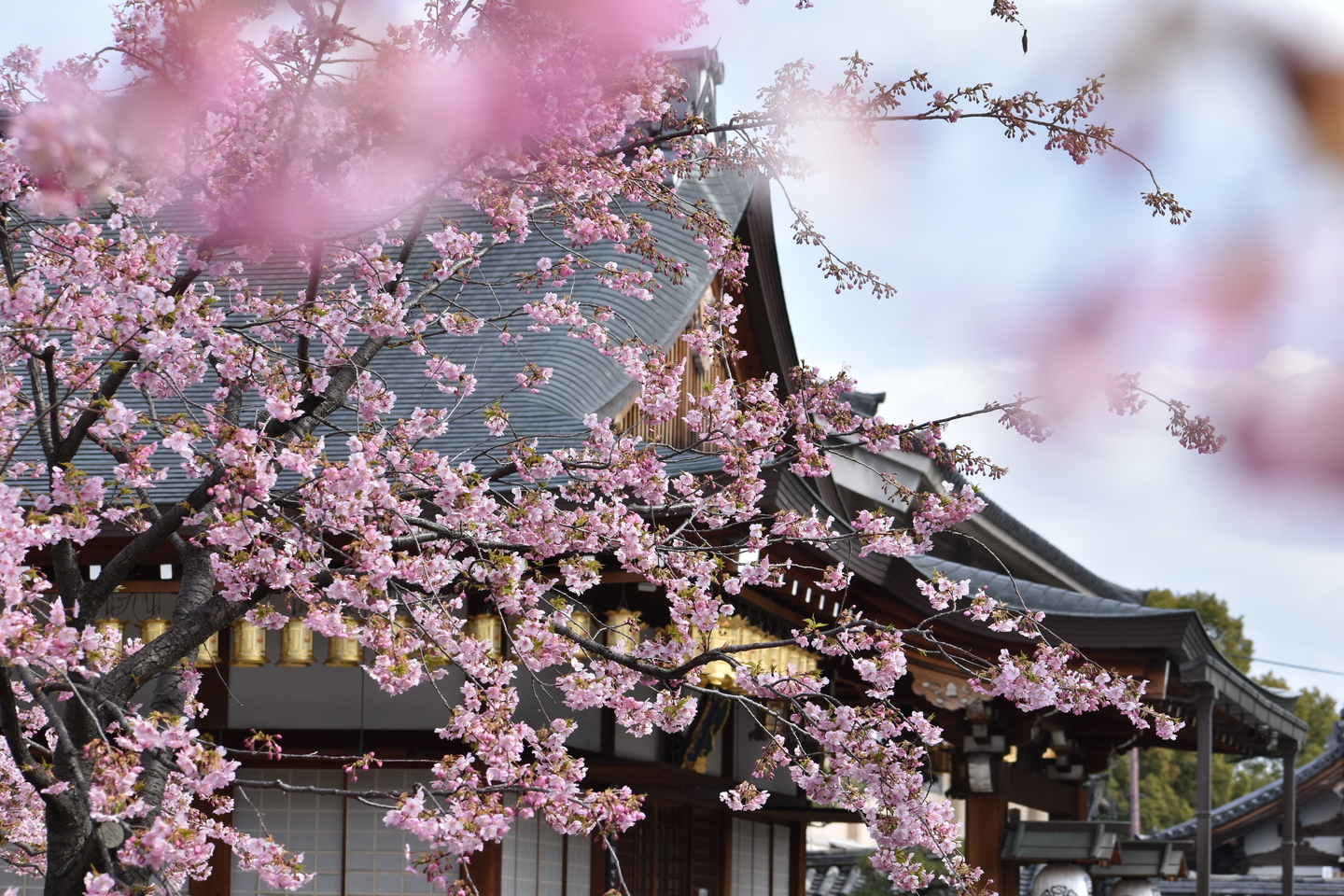 河津桜(大日堂前) 見頃 2021年3月4日 撮影:MKタクシー