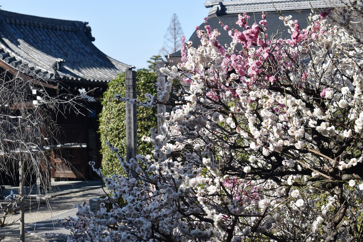 思案梅(不動堂) 見頃 2021年3月3日 撮影:MKタクシー