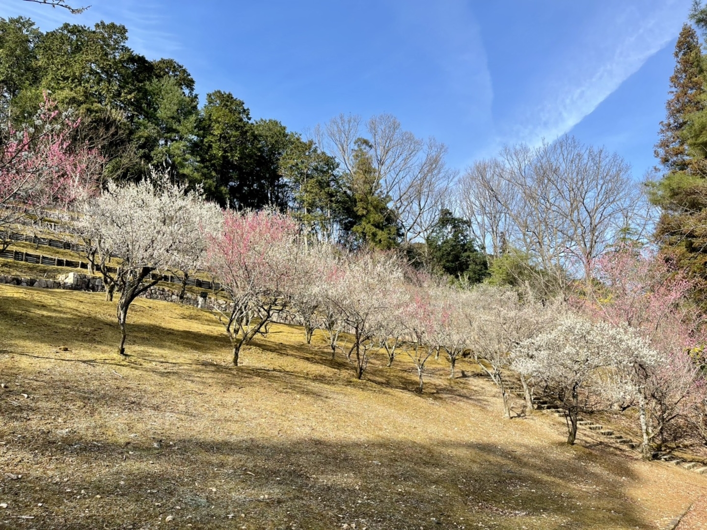 梅林 見頃 2021年3月6日 撮影:MKタクシー