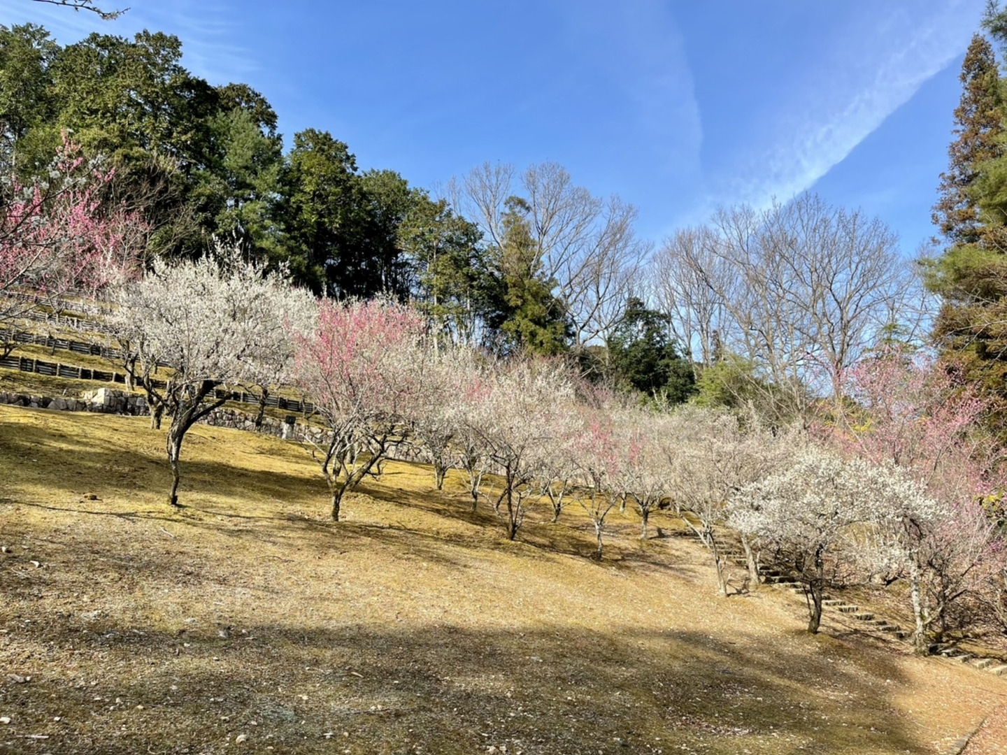 梅林　見頃　2021年3月6日　撮影：MKタクシー