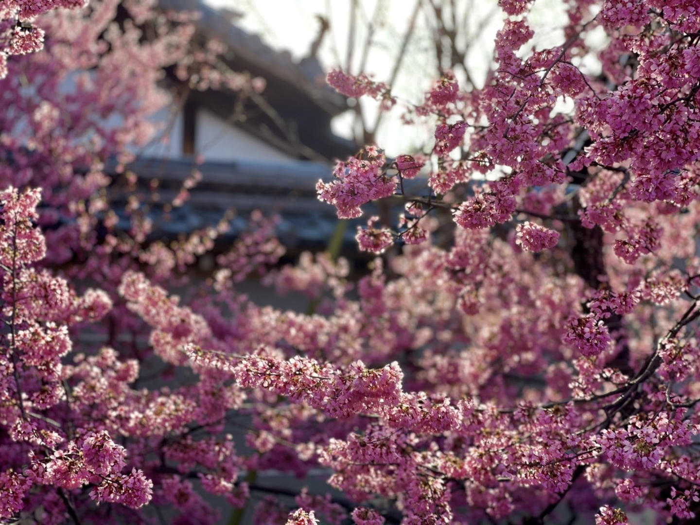 長徳寺のオカメ桜 見頃 2021年3月7日 撮影:MKタクシー