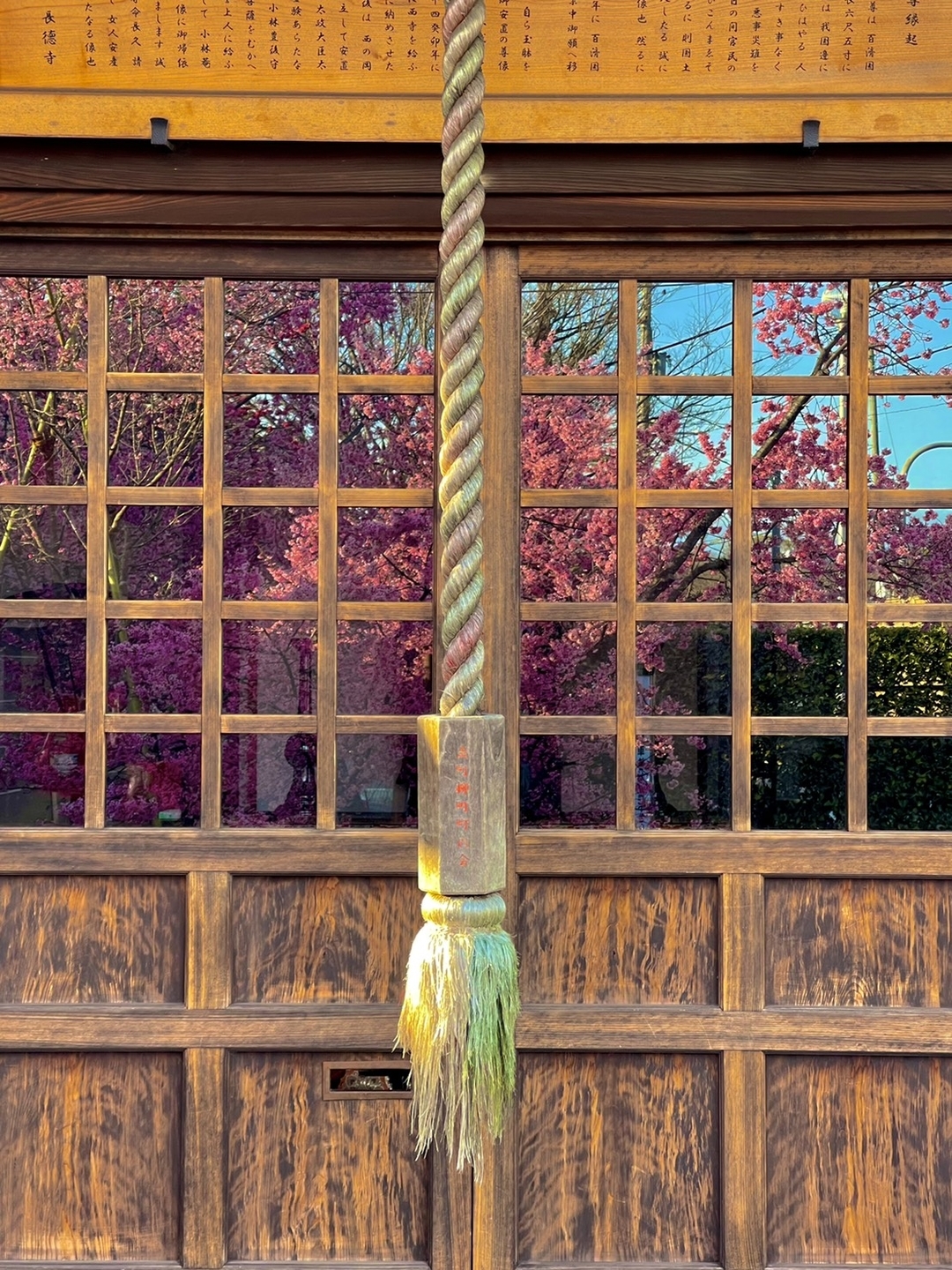 長徳寺のオカメ桜 見頃 2021年3月7日 撮影:MKタクシー