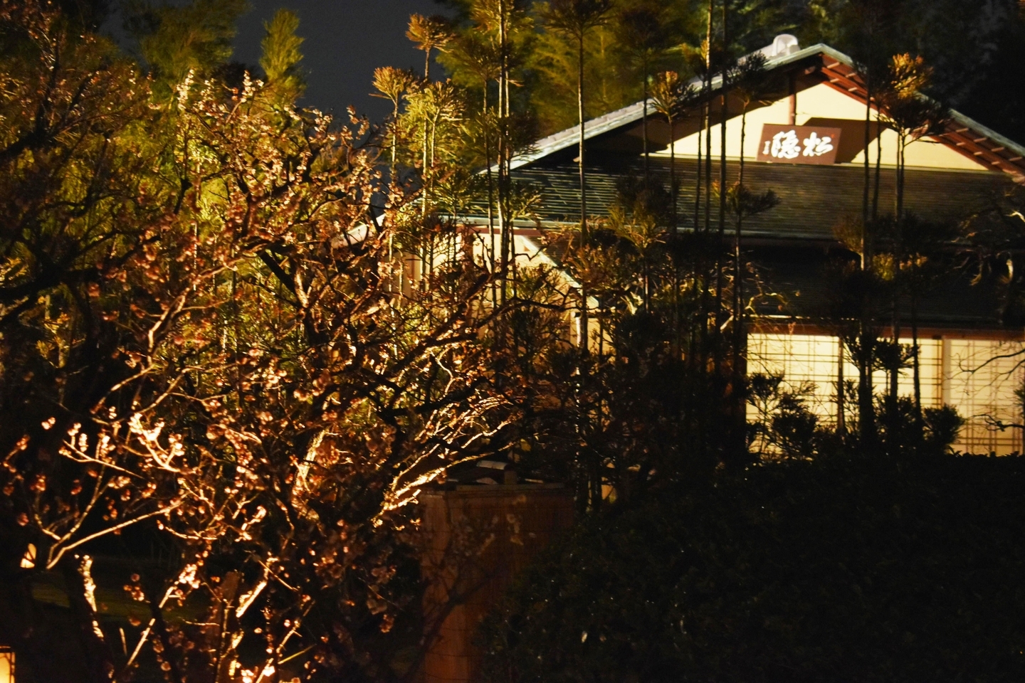 梅の香かおる 松花堂庭園ライトアップ 終わり近し 2021年3月7日 撮影:MKタクシー