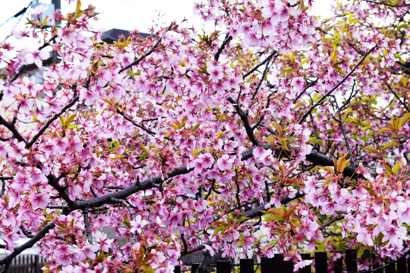 淀水路 終わり近し 2020年3月20日(平年3月27日相当) 撮影:MKタクシー