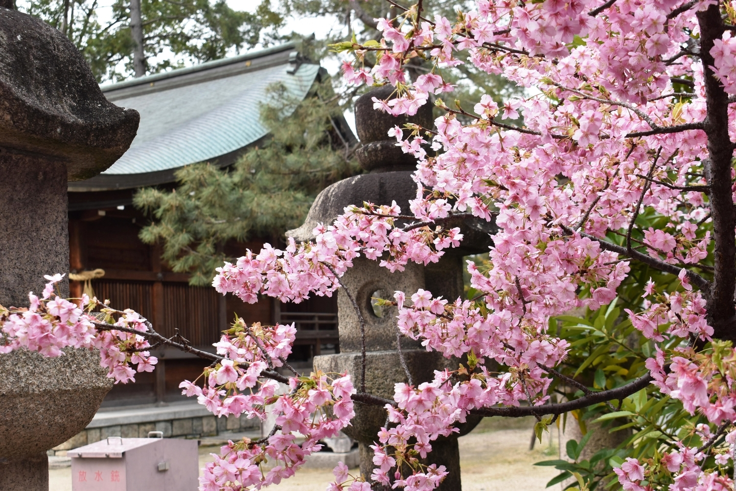 與杼神社 見頃 2020年2月29日(平年3月17日相当) 撮影:MKタクシー