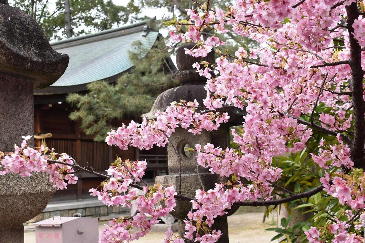 與杼神社　見頃　2020年2月29日（平年3月17日相当）　撮影：MKタクシー