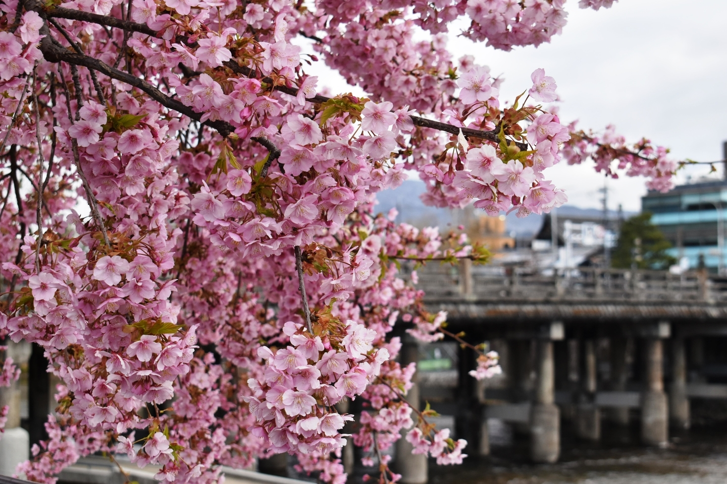 三条大橋西詰 見頃 2020年2月28日(平年3月16日相当) 撮影:MKタクシー