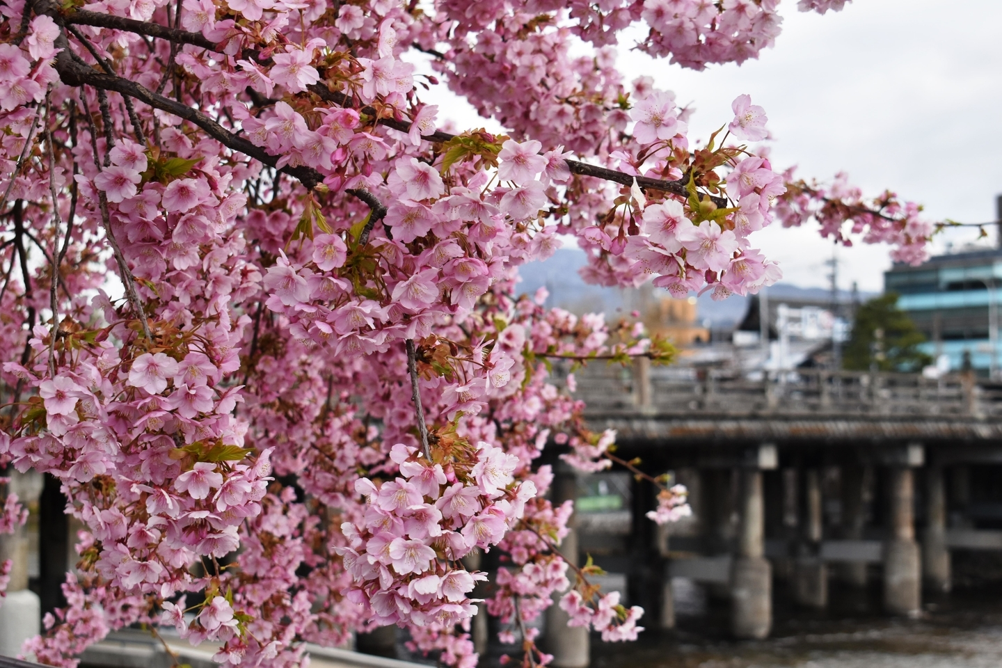 三条大橋西詰　見頃　2020年2月28日（平年3月16日相当）　撮影：MKタクシー