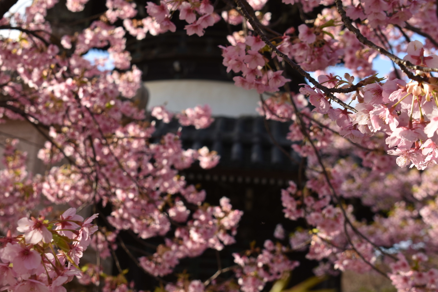 清凉寺 見頃 2020年3月11日(平年3月22日相当) 撮影:MKタクシー