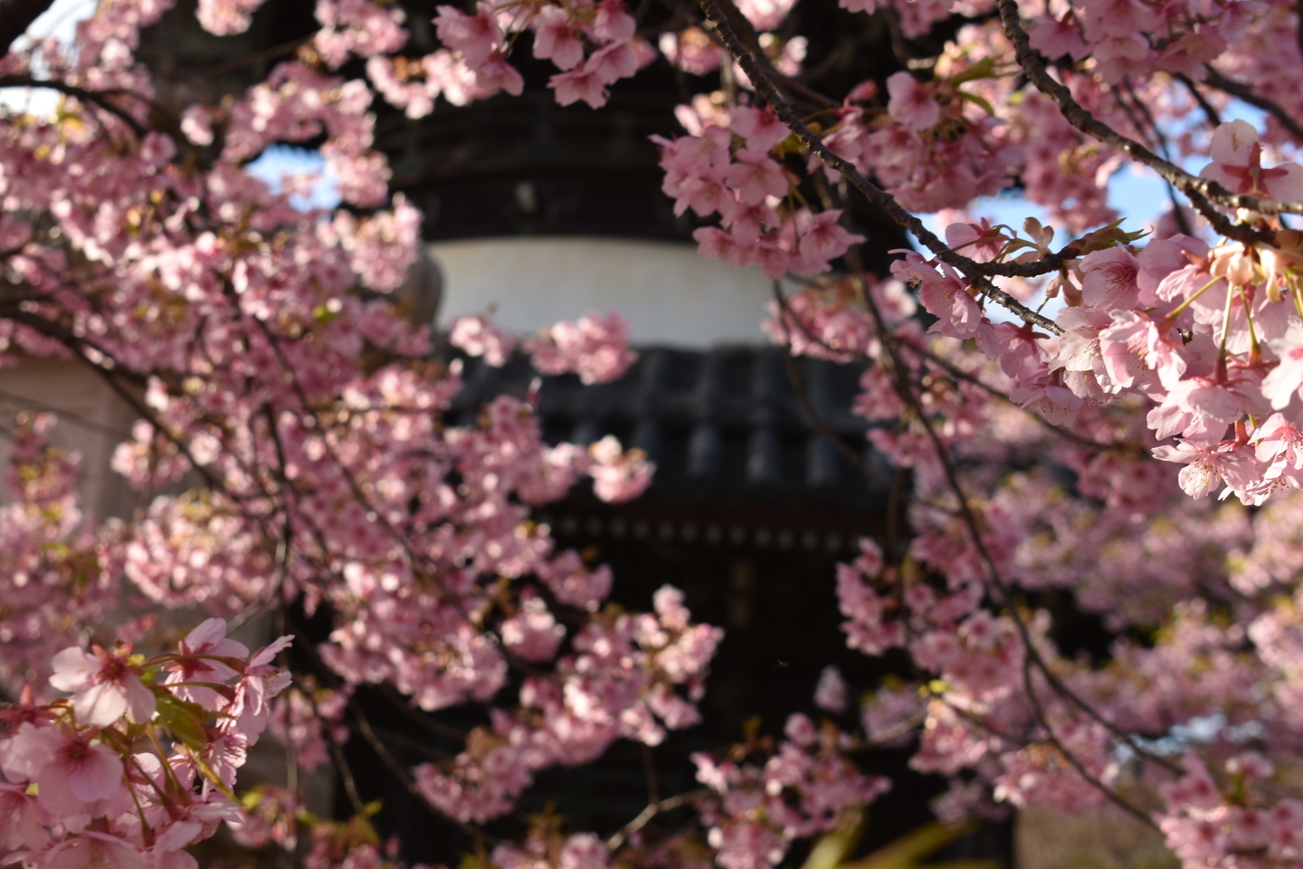 清凉寺　見頃　2020年3月11日（平年3月22日相当）　撮影：MKタクシー