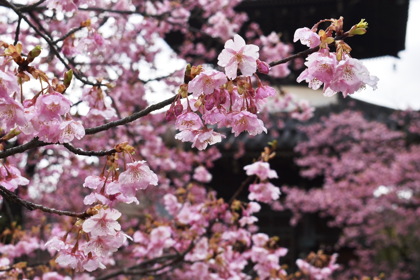 清凉寺 見頃 2020年3月1日(平年3月18日相当) 撮影:MKタクシー