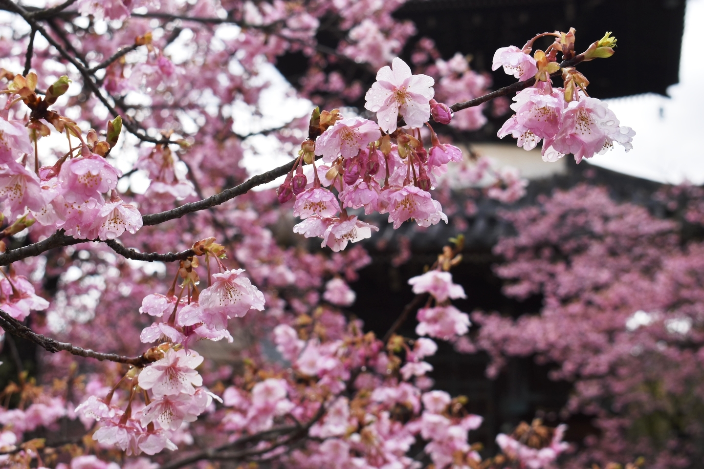 清凉寺　見頃　2020年3月1日（平年3月18日相当）　撮影：MKタクシー