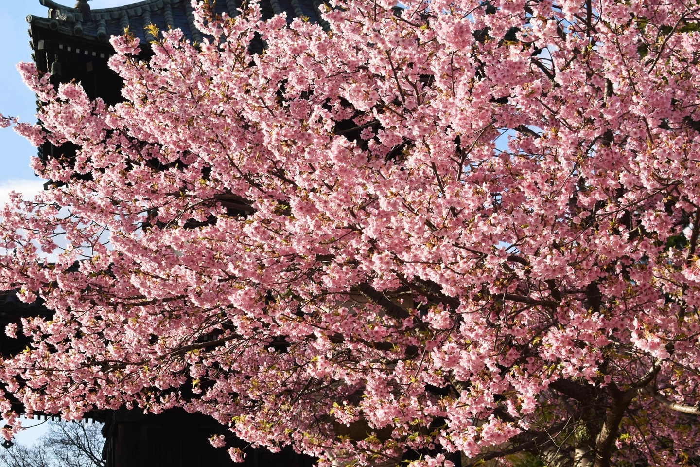 清凉寺 見頃 2020年3月11日(平年3月22日相当) 撮影:MKタクシー