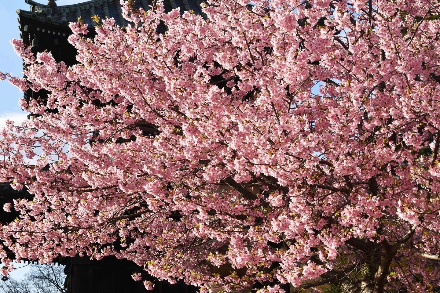 清凉寺　見頃　2020年3月11日（平年3月22日相当）　撮影：MKタクシー