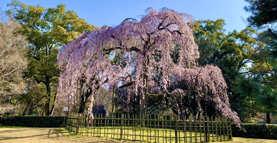 出水の枝垂桜(賀陽宮邸跡) 見頃 2020年3月17日(平年3月25日相当) 撮影:MKタクシー