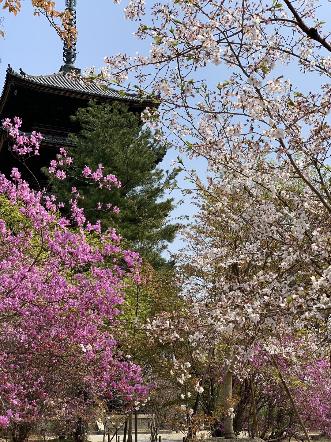 桜とミツバツツジ(五重塔) 散りはじめ 2020年4月8日 撮影:MKタクシー