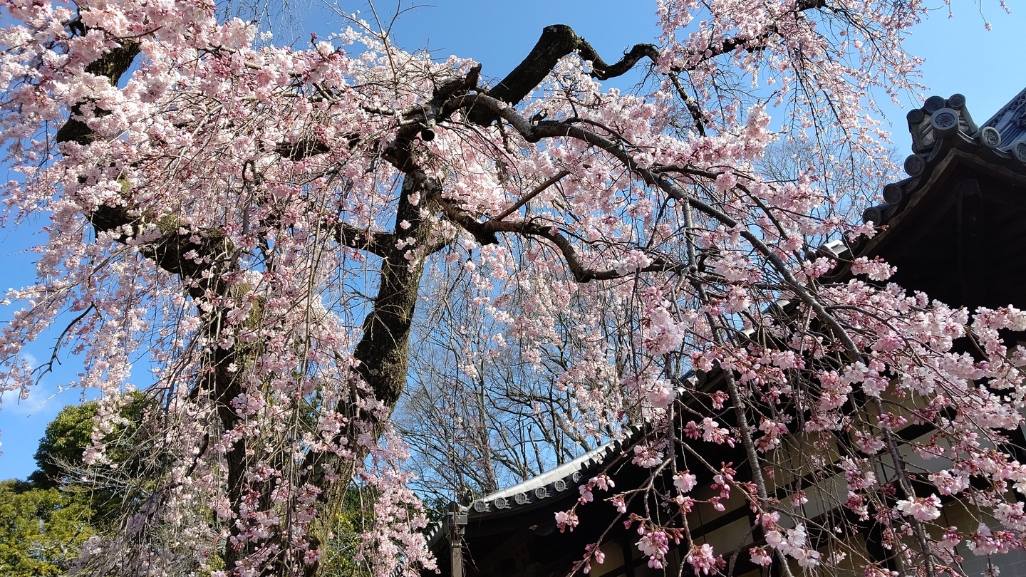 枝垂桜(霊宝館) 見頃 2020年3月25日(平年3月31日相当) 撮影:MKタクシー