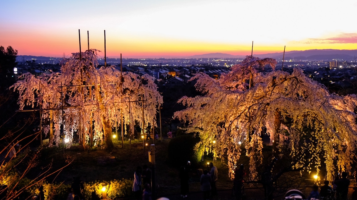 夕暮れと枝垂桜ライトアップ 見頃 2020年3月25日(平年3月31日相当) 撮影:MKタクシー