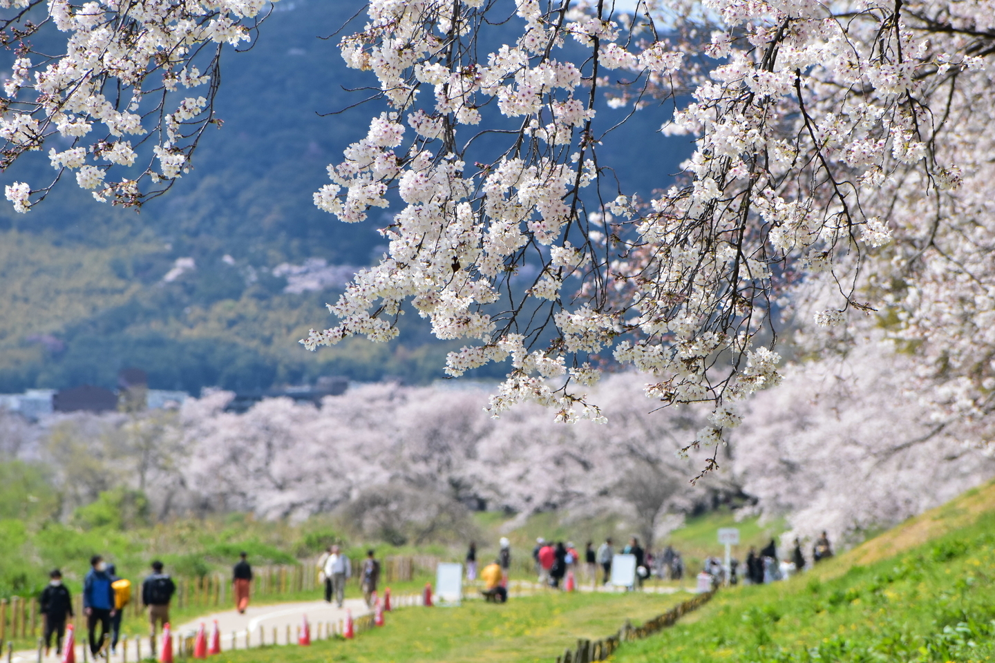 ソメイヨシノ 見頃 2020年4月5日 撮影:MKタクシー