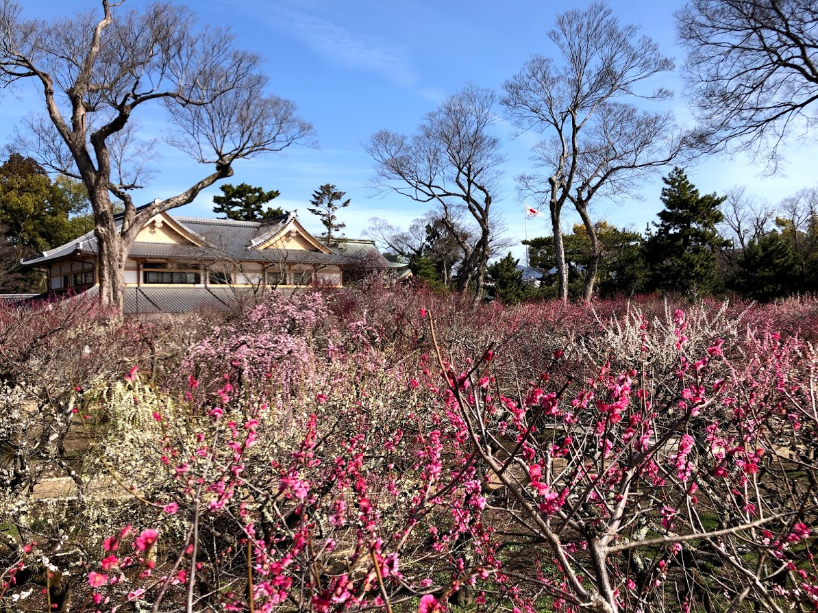 梅苑の舞台 見頃 2021年2月26日 撮影:MKタクシー