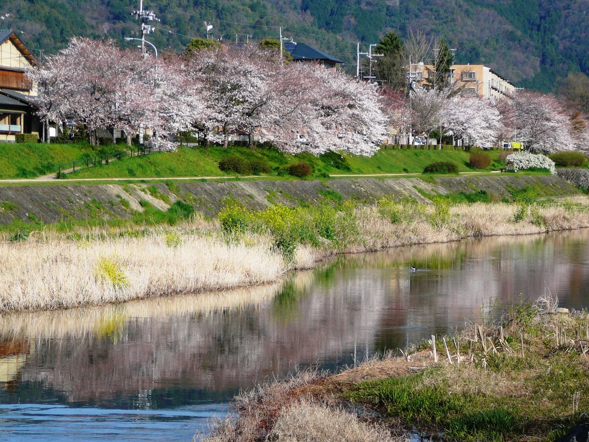 賀茂川