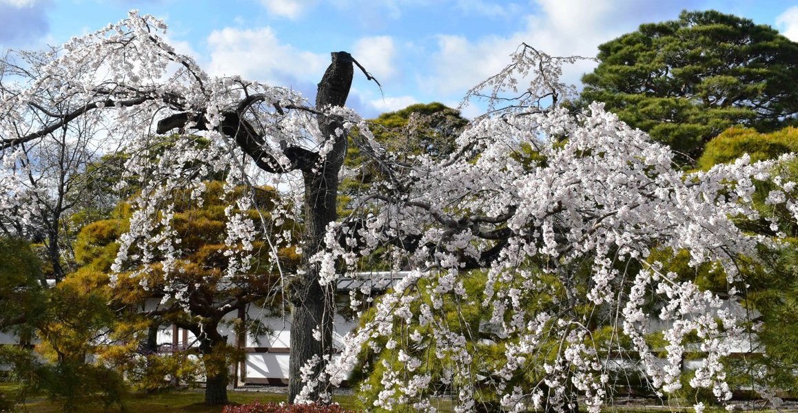 京都御苑