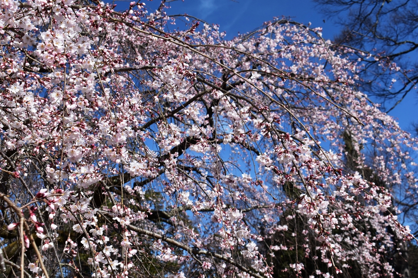 糸桜(枝垂桜) 三分咲き 2021年3月11日(平年3月22日相当) 撮影:MKタクシー