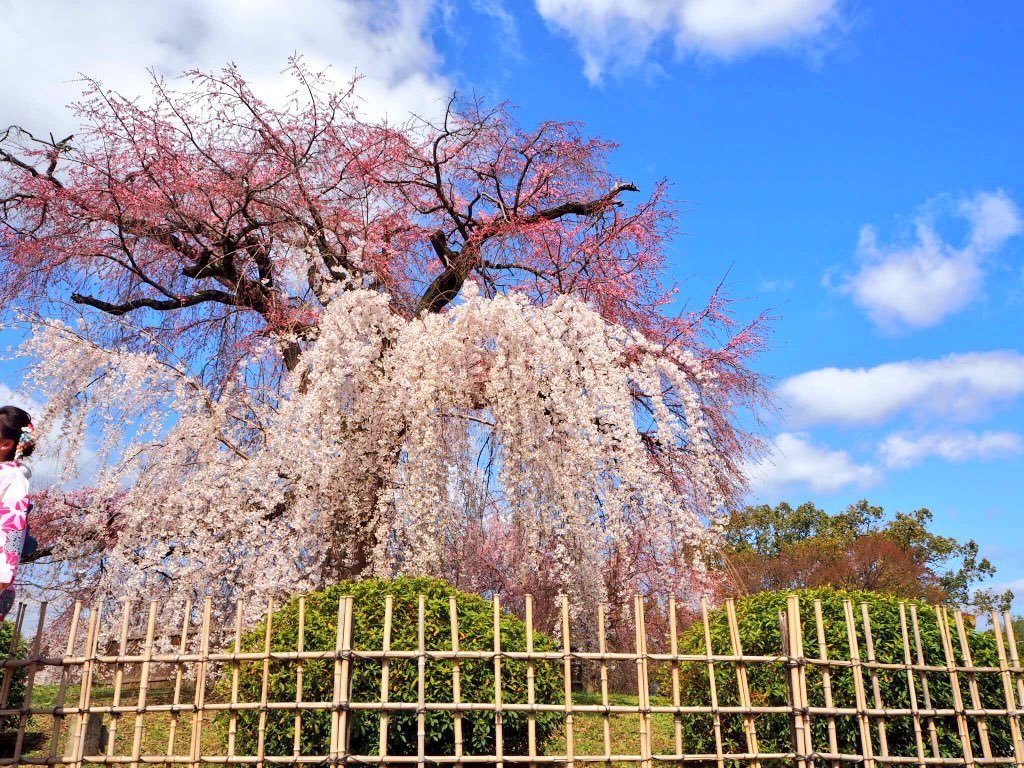 円山公園