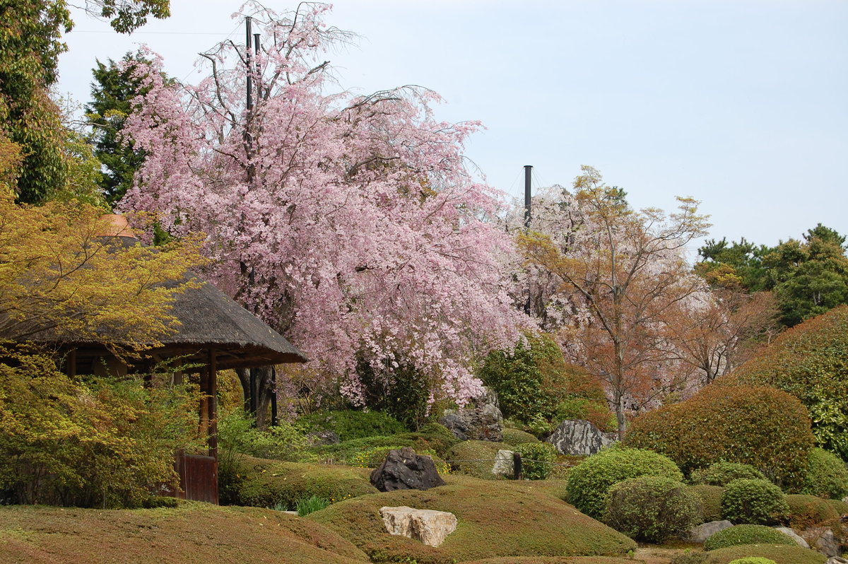 退蔵院