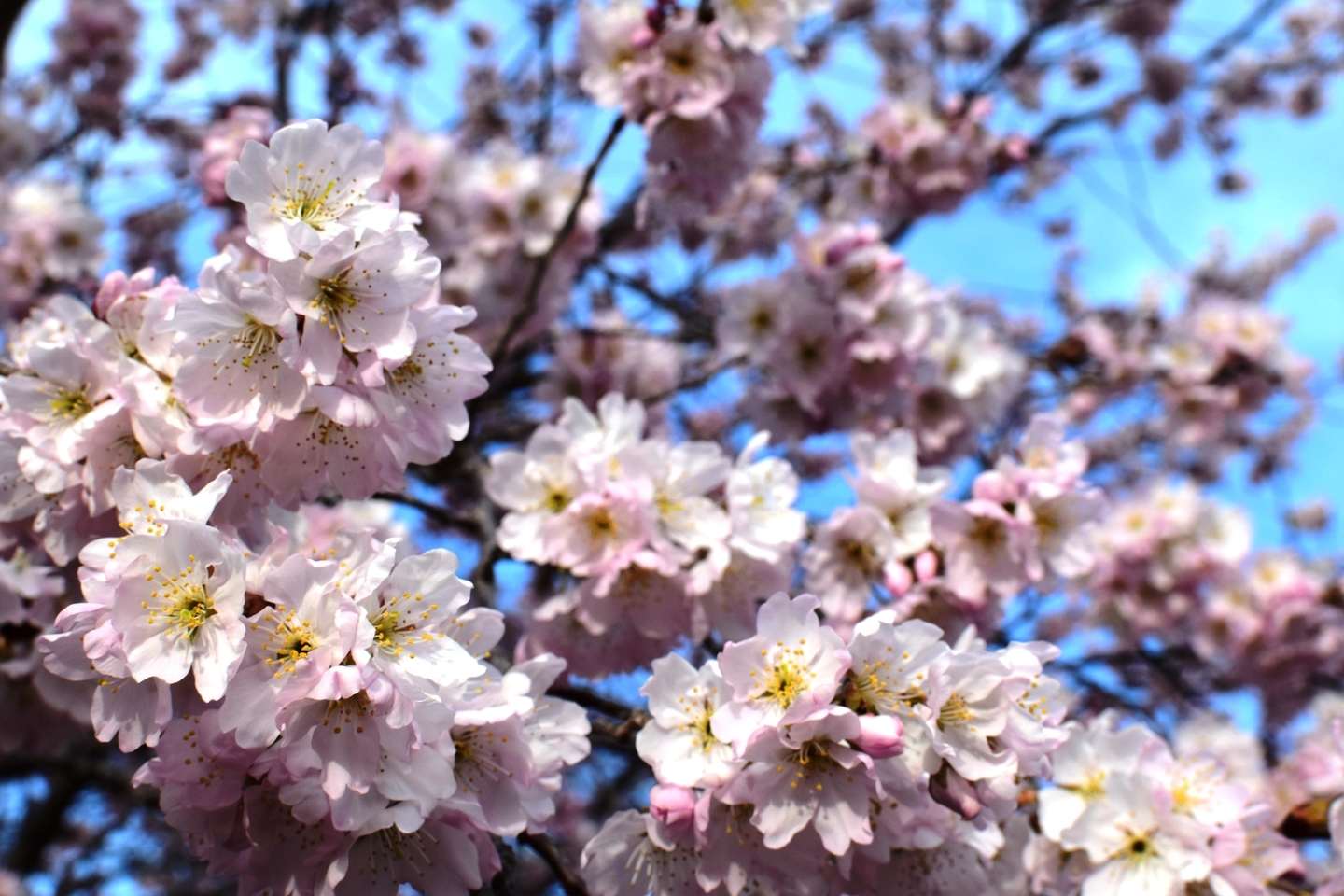 細井桜（桜林）　見頃　2021年3月11日（平年3月22日相当）　撮影：MKタクシー