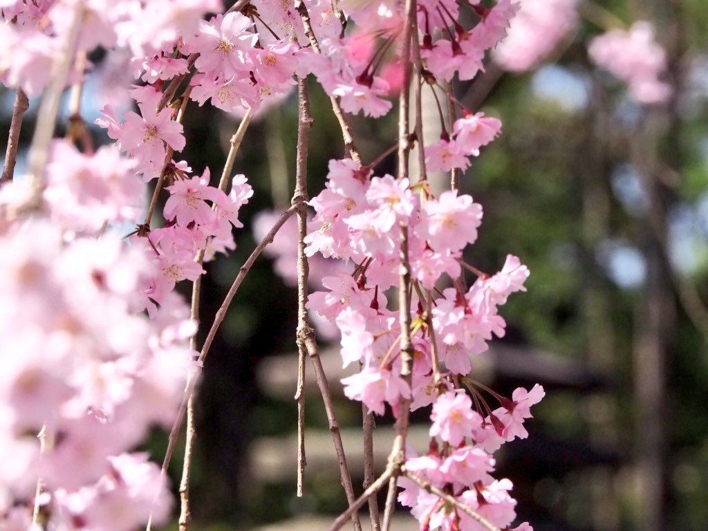 退蔵院