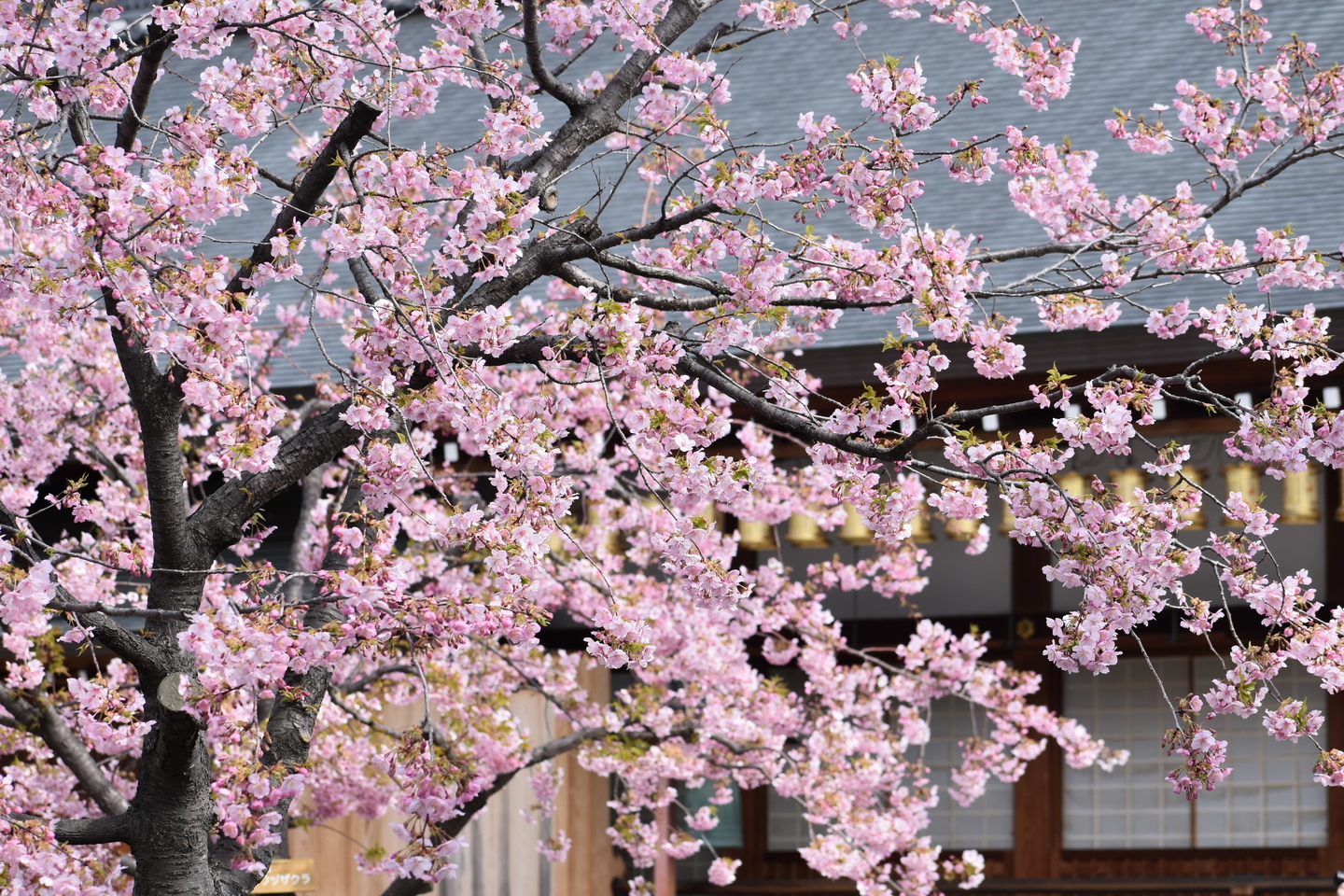 河津桜(大日堂前) 見頃 2021年3月4日(平年3月19日相当) 撮影:MKタクシー