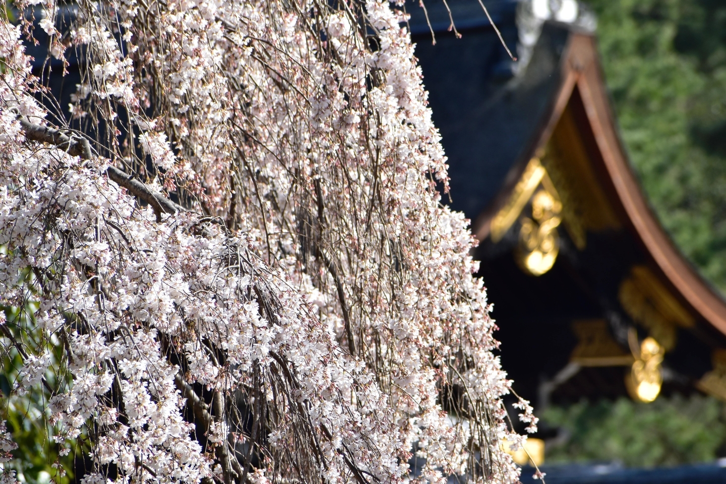 近衛邸跡の糸桜 三分咲き 2021年3月13日 撮影:MKタクシー