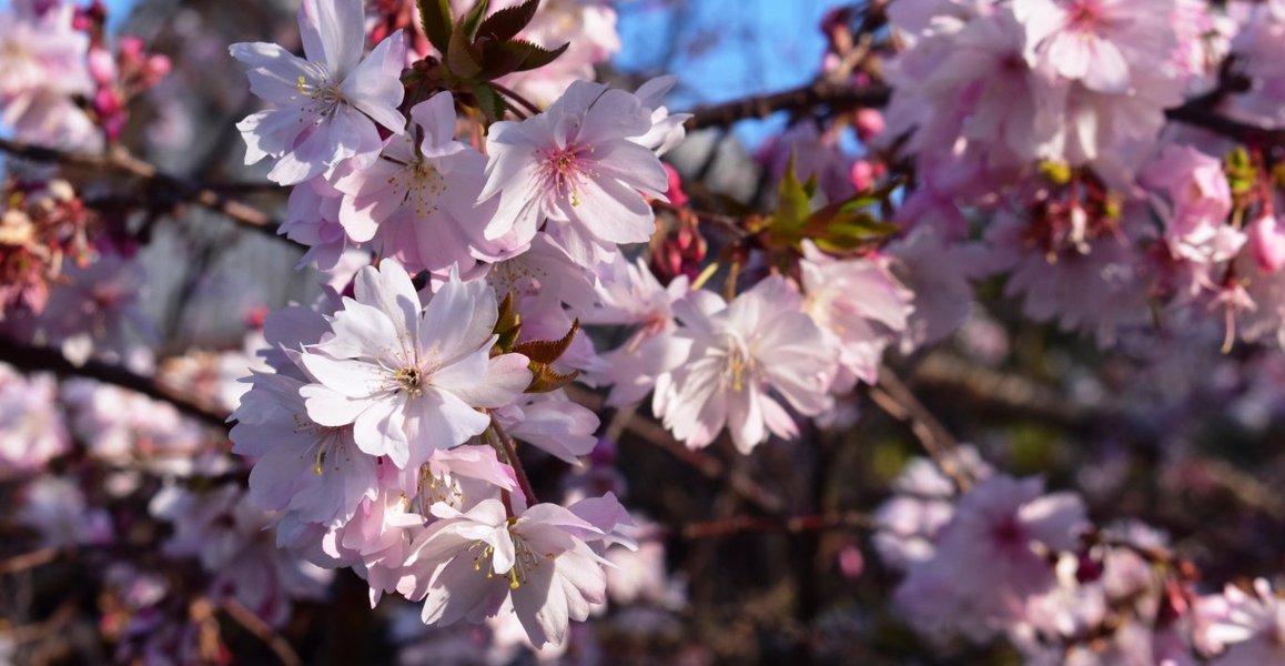 御会式桜 見頃 2010年3月25日(平年3月31日相当) 撮影:MKタクシー