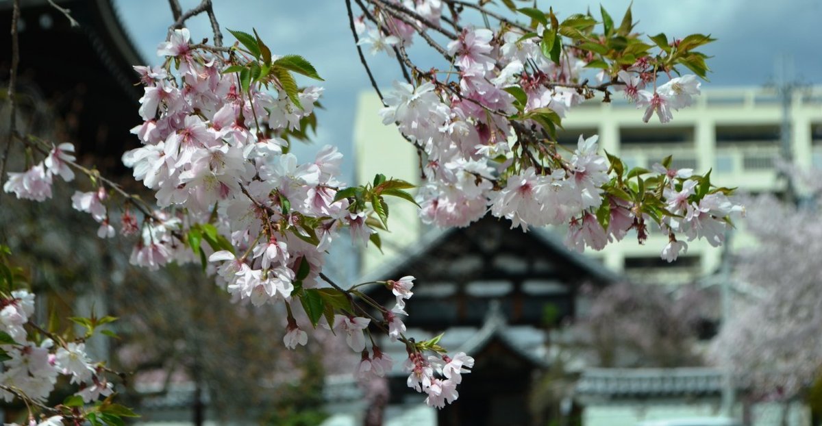 御会式桜 見頃 2017年4月3日(平年4月1日相当) 撮影:MKタクシー